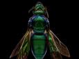 Захоплююче відео про створення супер фотографій дрібних комах