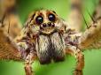10 павуків за 10 років: Дивовижні відкриття арахнологів