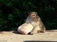 Надзвичайно товста мавпа вправно канючить у людей харч (фотофакт)