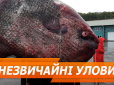 З архіву ПУ. Осетр вагою в тонну і соми в людський зріст: ТОП-7 найнезвичайніших уловів рибалок (фото, відео)