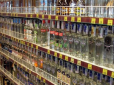 Горілка і пиво різко подорожчають: Коли та на скільки українцям доведеться розщедритися